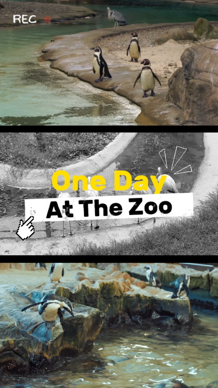 Affichage d'animaux de zoo style TikTok