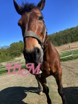 Horsey