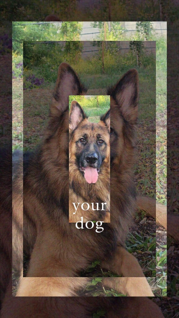 Your dog