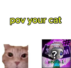 pov twój kot