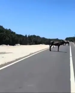 My Reincarnated Self