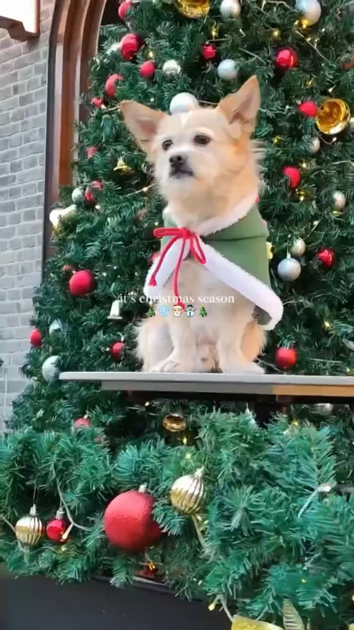 hewan peliharaan Natal