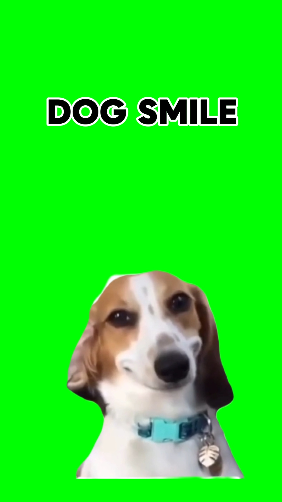 PERRO SONRIENDO