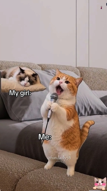 Gato engraçado