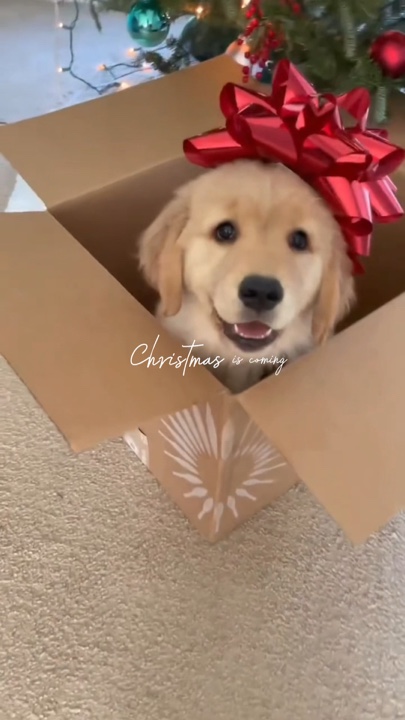 Weihnachten Haustier