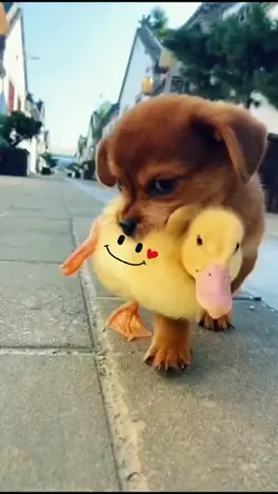 Fun dog