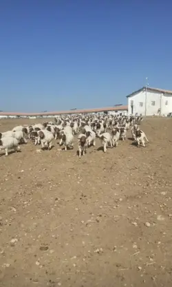 bizde plajdayız 