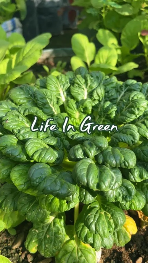 Gardening Vlog 🪴