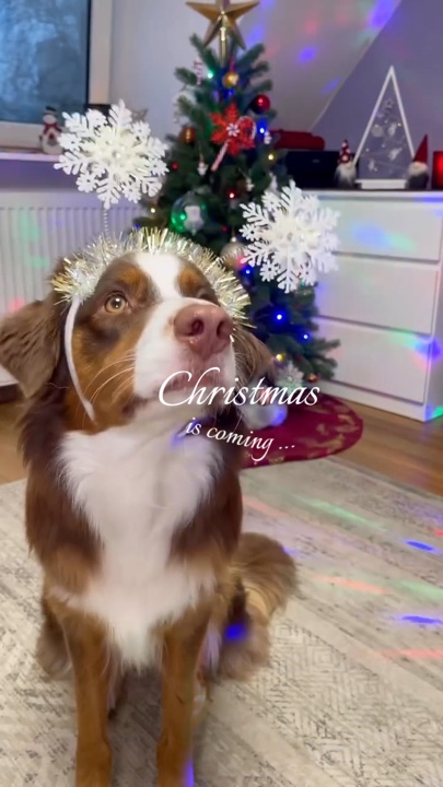 Animal de estimação de natal