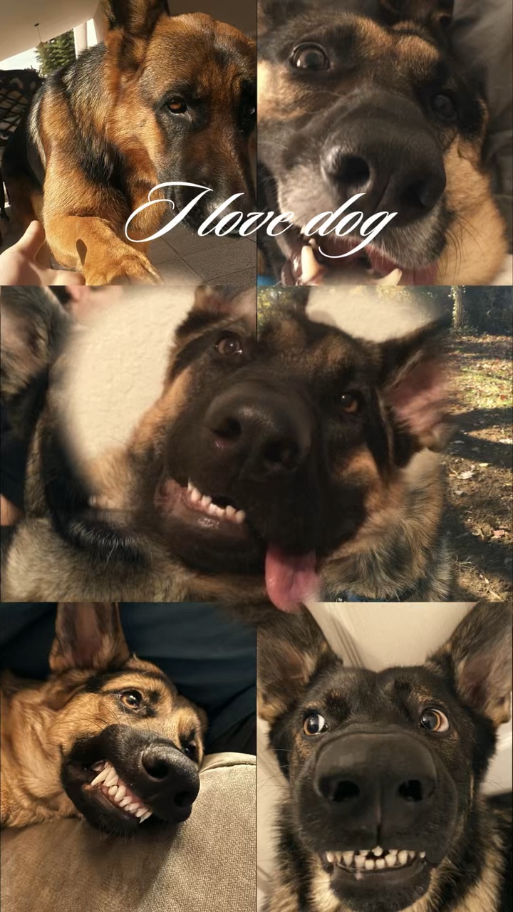 Ich liebe Hund