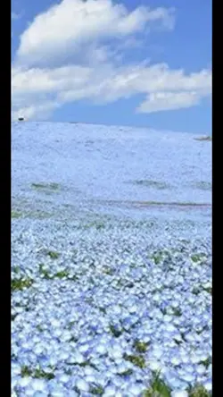 5月6月の花