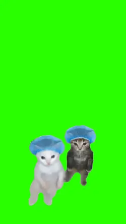 Cats Bailando