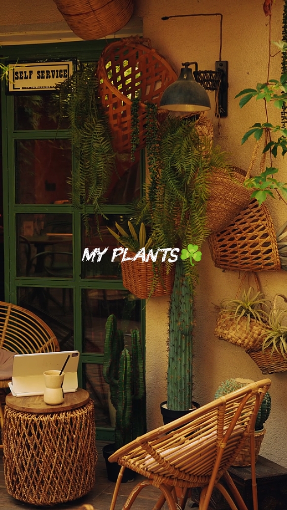 Mis Plantas 