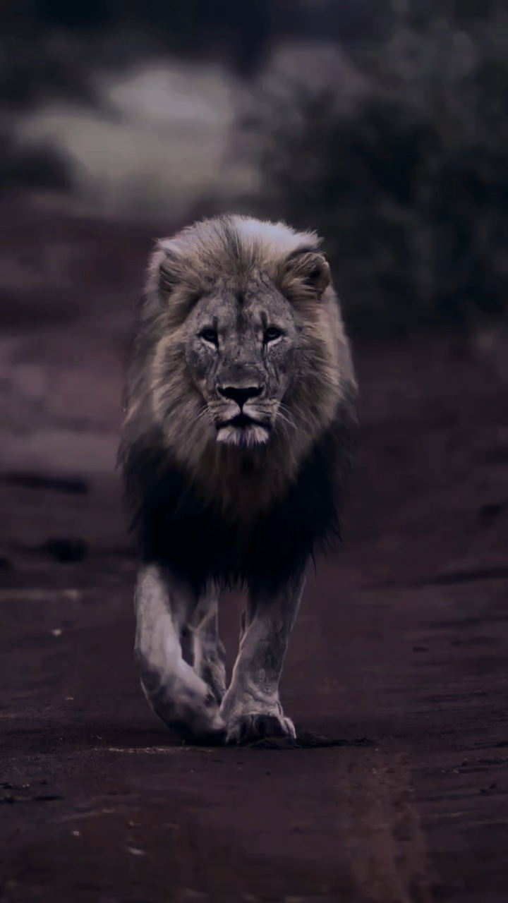 León