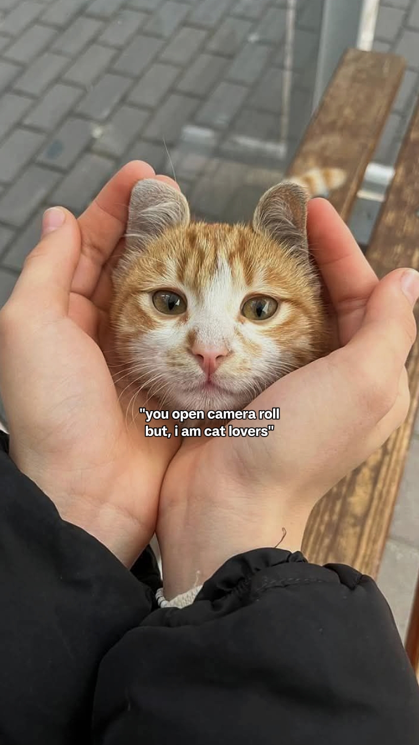 Ich bin Katzenliebhaber
