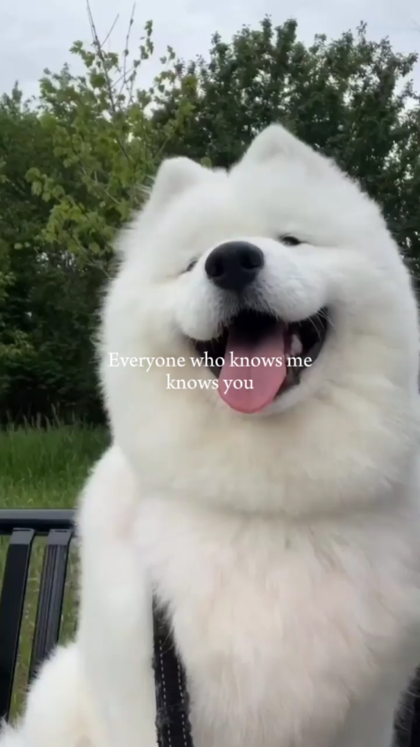 Mi mascota