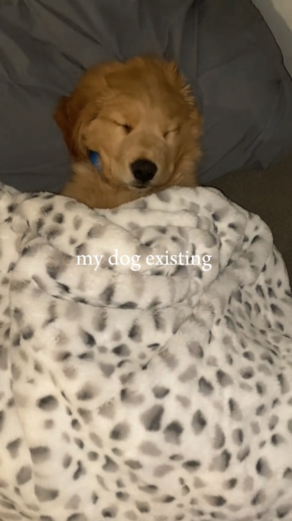 Meu cachorro