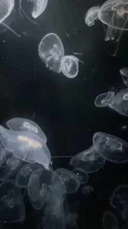 해파리
