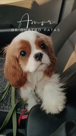 amor de quatro patas