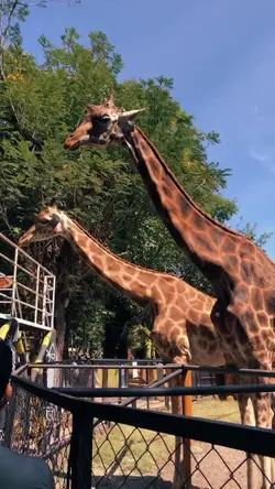 vlog visting the zoo