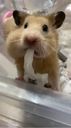 家裡的小倉鼠.慢動作