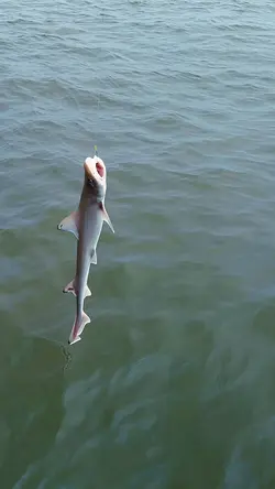 Let’s go fishing 