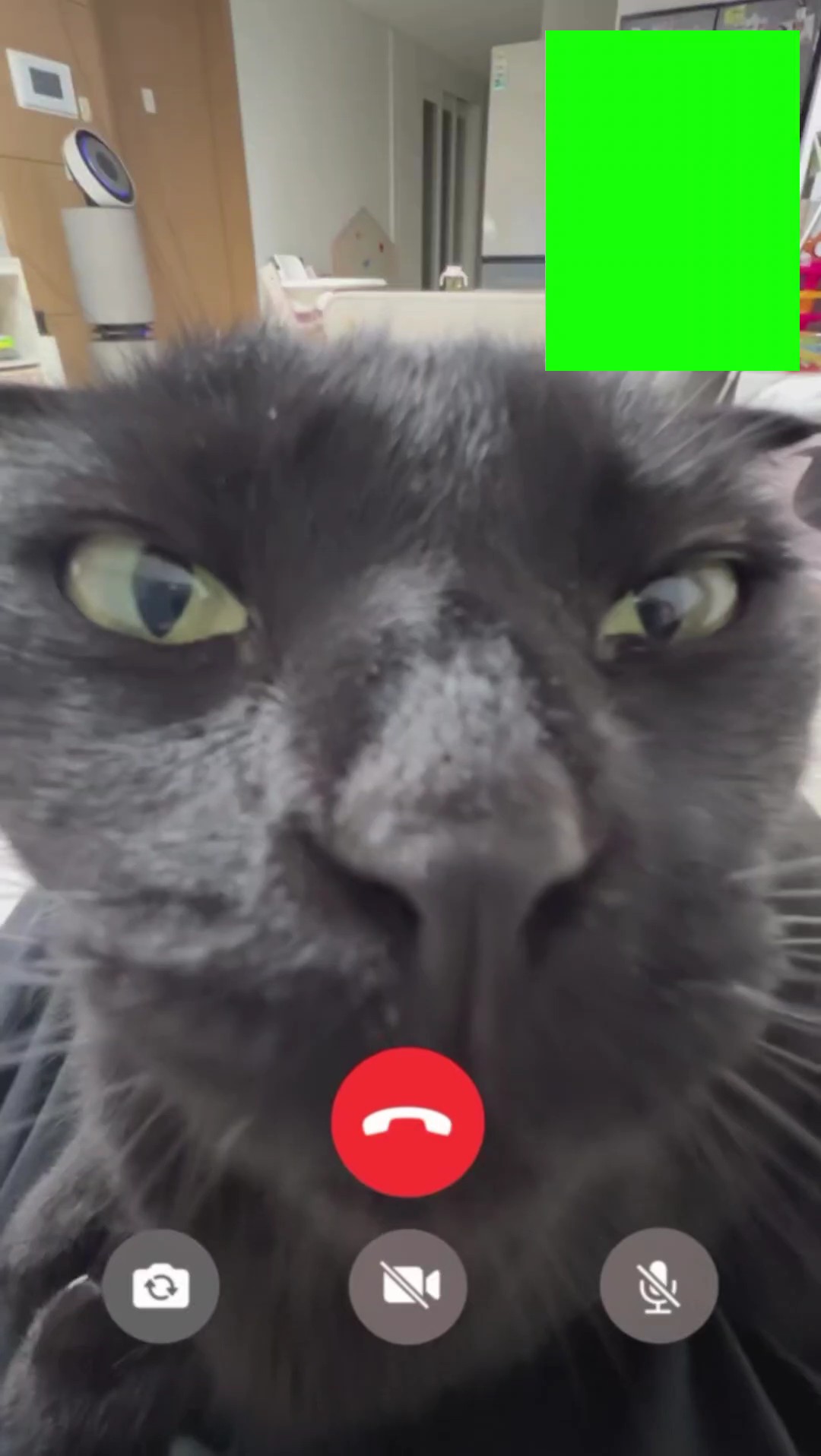 Videochamada de gato