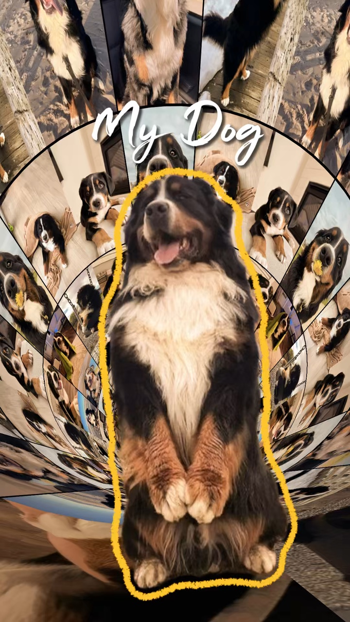 Mi Perro 
