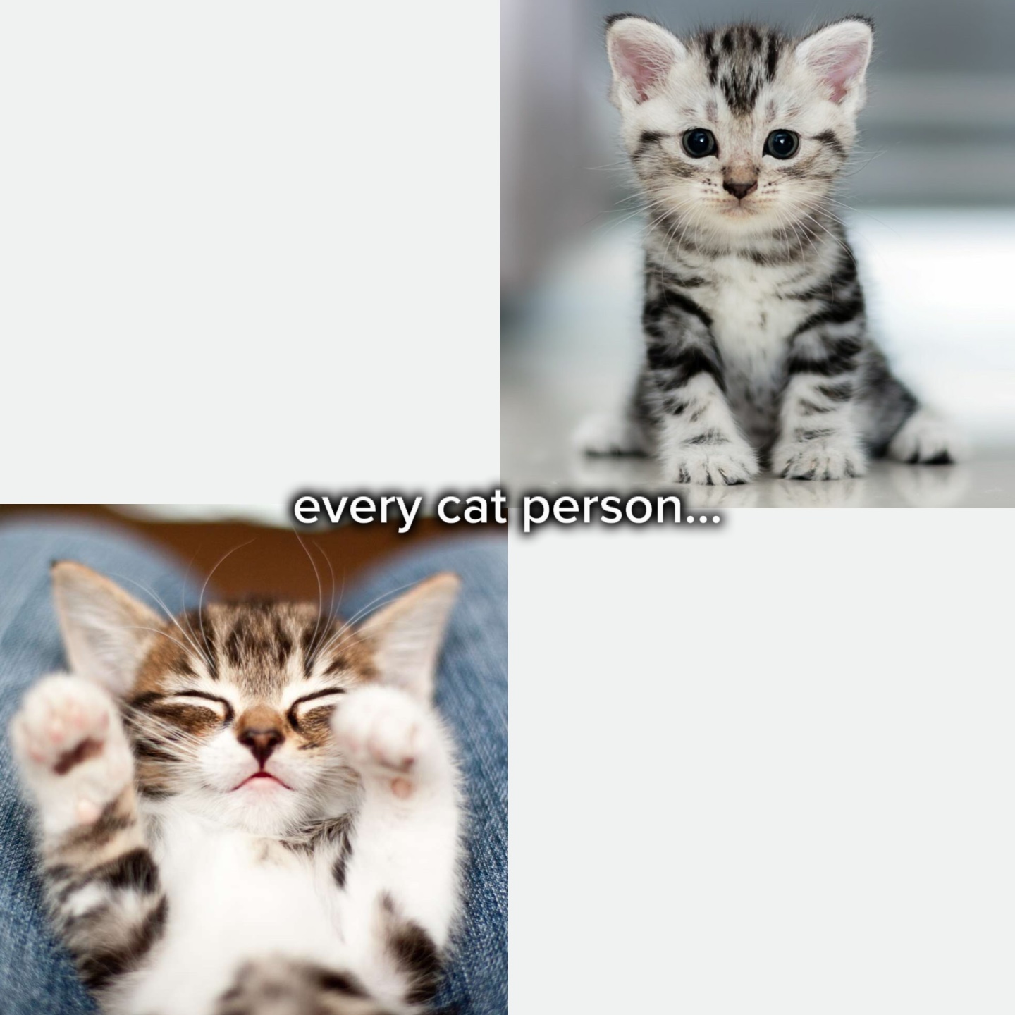 i’m a cat person tbh