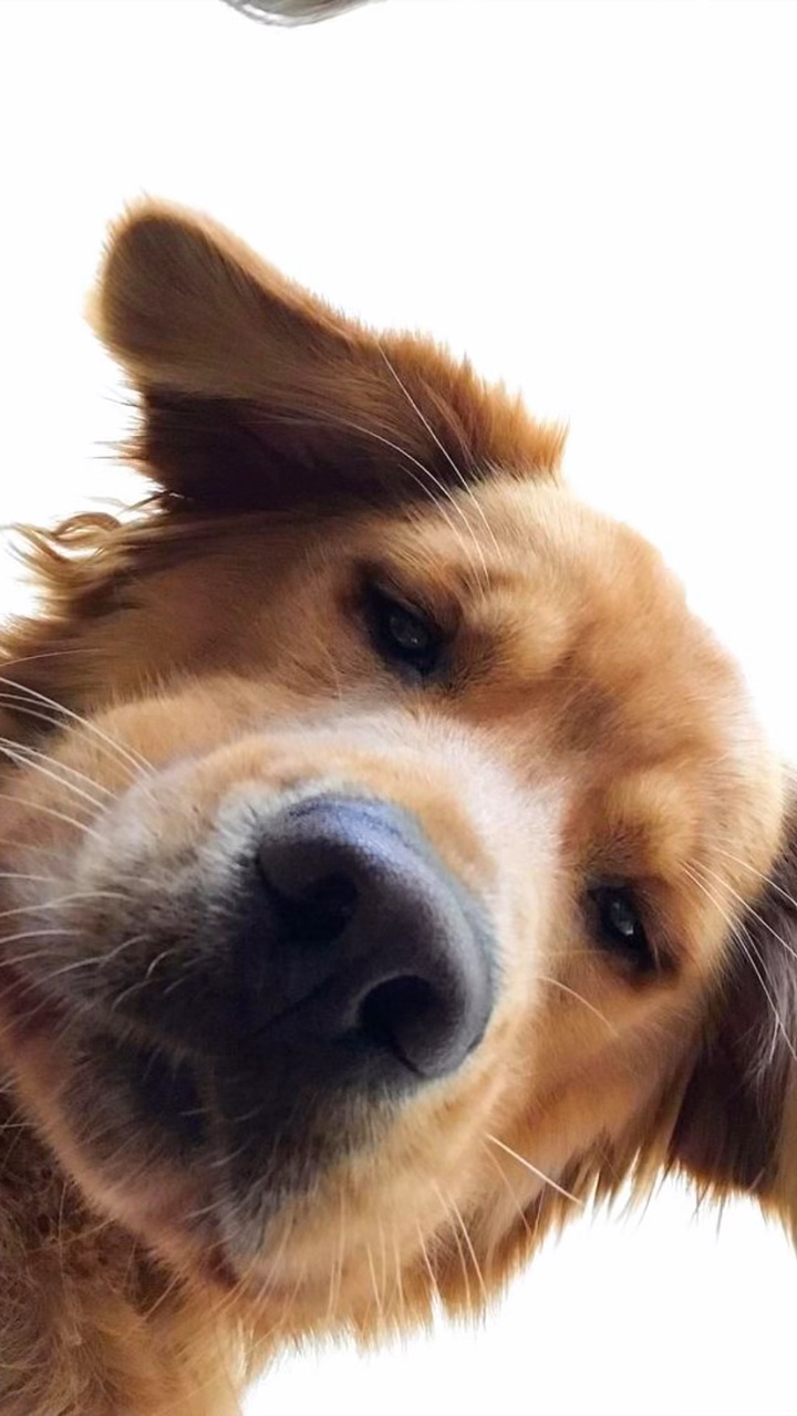 Perro feliz