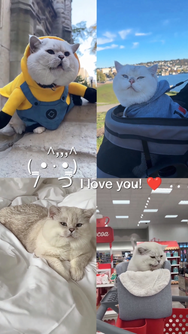 Süße Katze