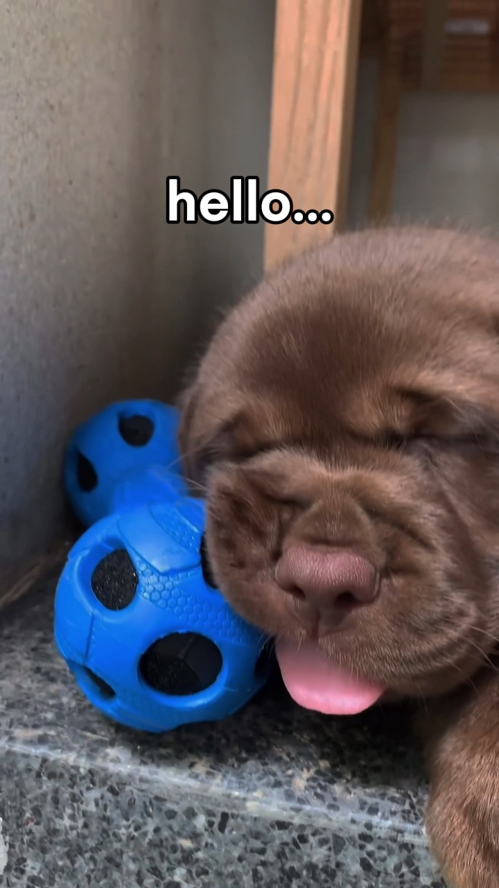 Hallo, ich bin 's, meeee