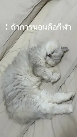 ถ้าการนอนคือกีฬา 💤