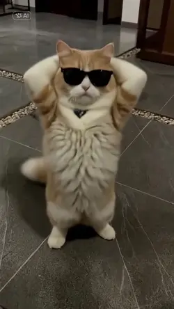 Dance Cat