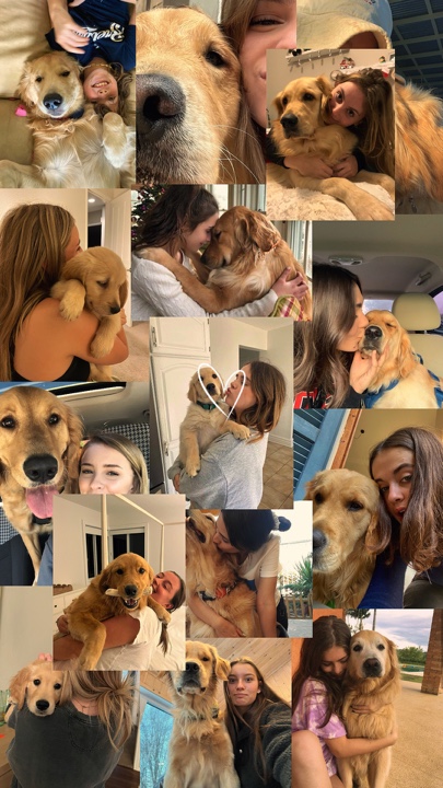 Meus animais de estimação