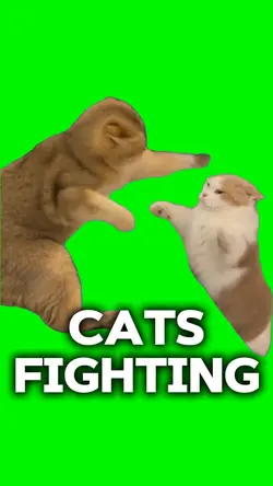 CAT FIGHT