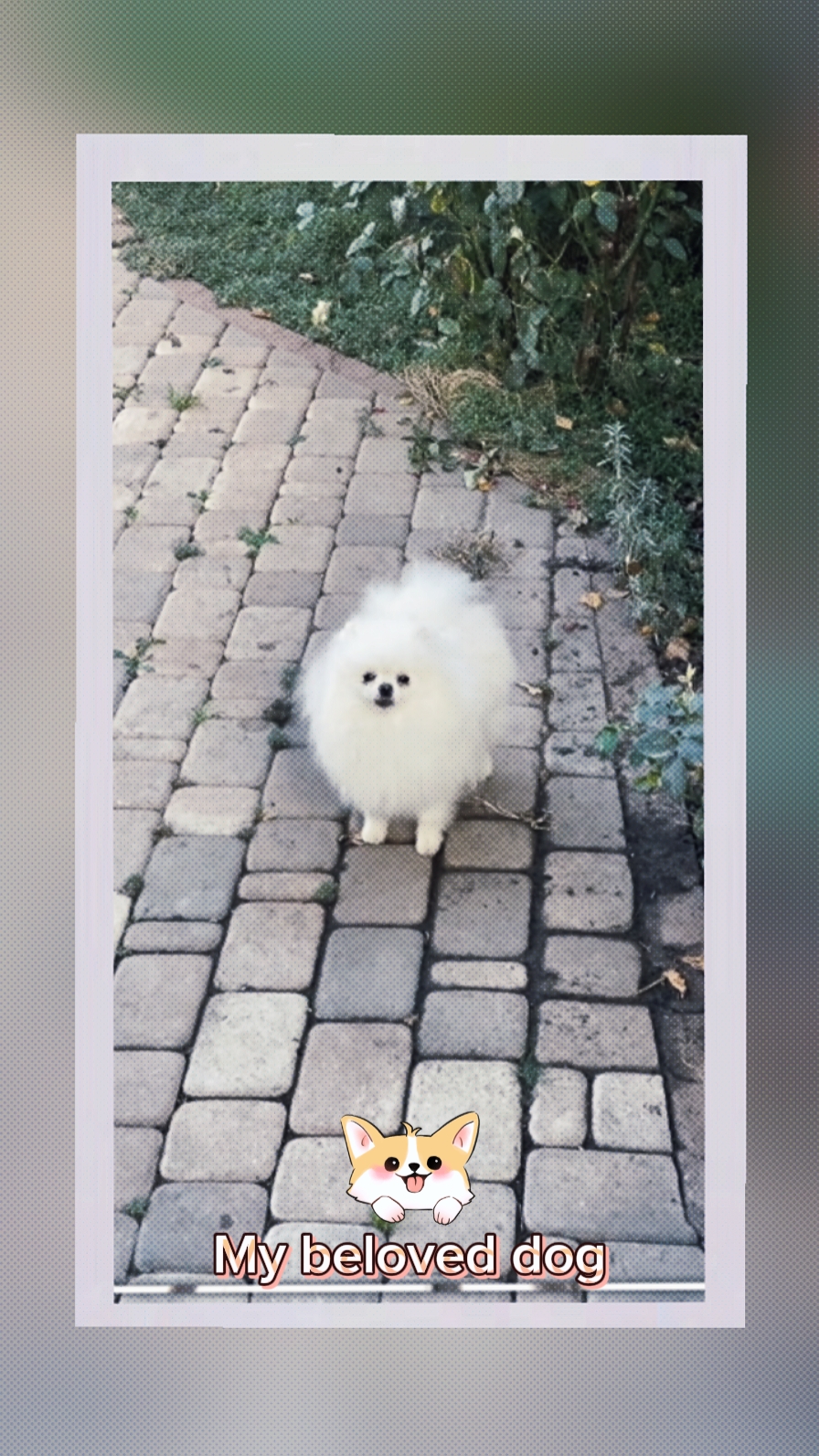 My beloved dog