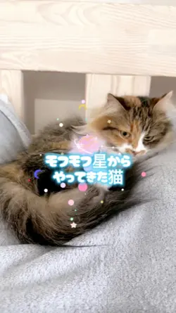 【セリフ系】猫の任務