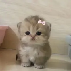 cat!!