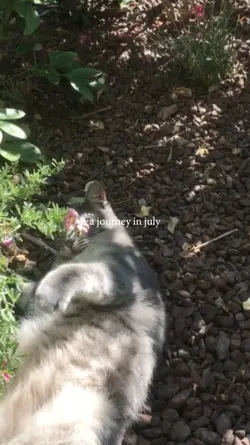 a journey in july
