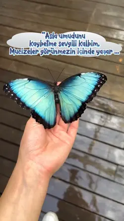 Kelebekli söz ✨😍