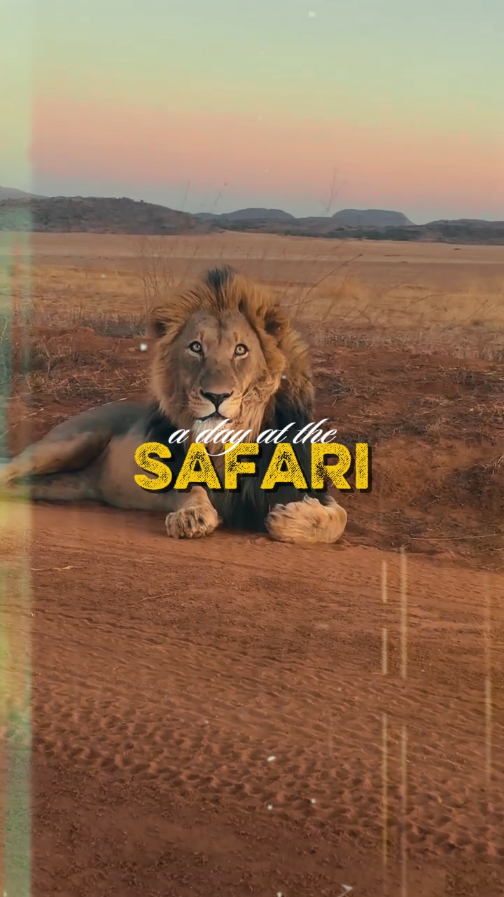day at the safari