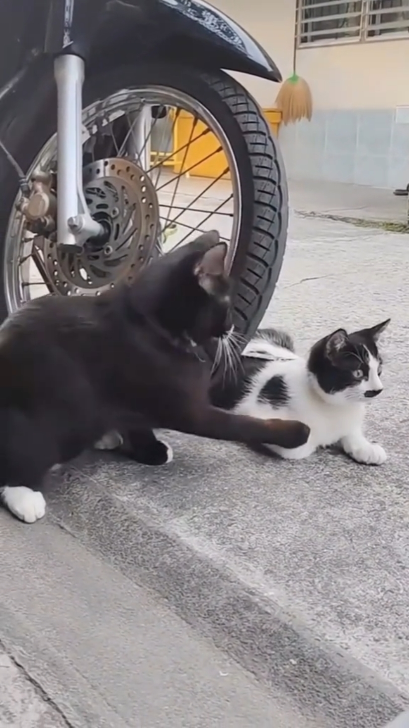 쿠싱 핀타르