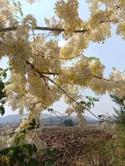 ดอกคูณบานรับสงกรานต์