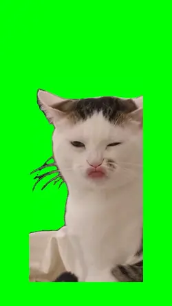 CAT CUTE CHINESE