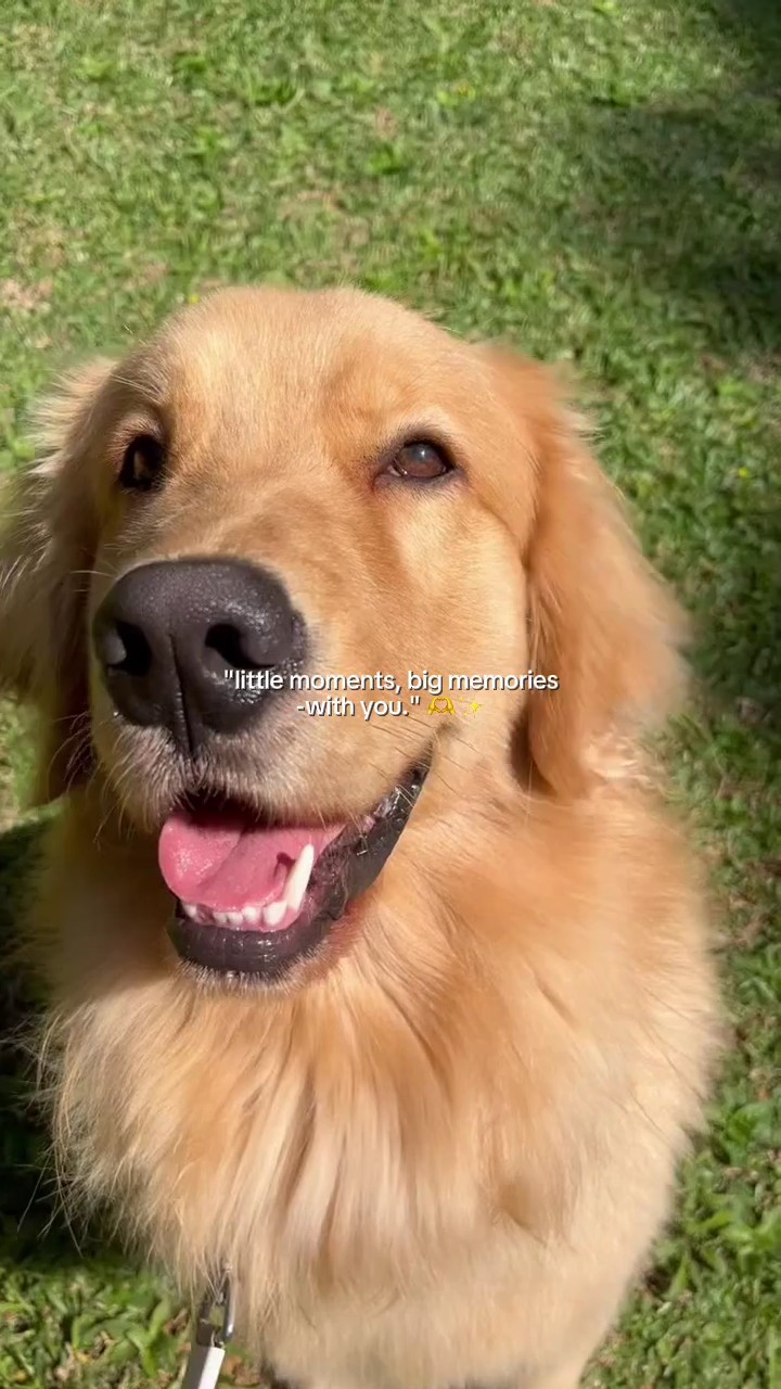 Mascota: grandes recuerdos