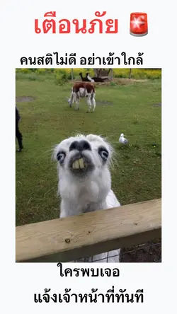 สติไม่ดี