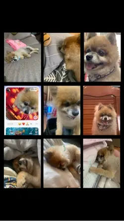 9張拼圖