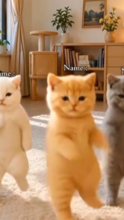 Tanz Lustige Katze