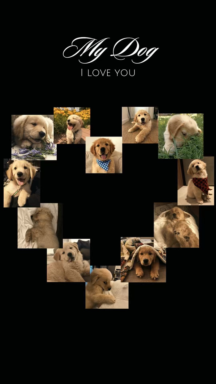 köpeğim 